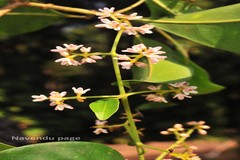 Chionanthus ramiflorus